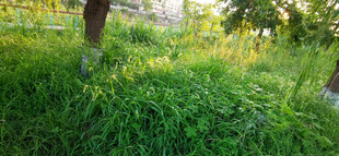 林间草地里的狗尾巴草