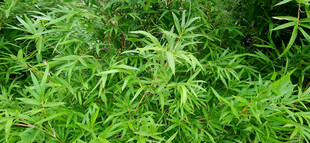 翠绿繁茂的竹叶