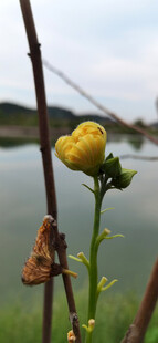 水边绽放的黄色小花