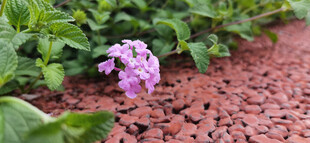 紫色小花绽放于绿植间