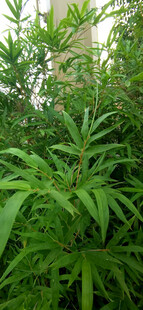 翠绿植物