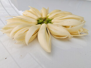 白色黄桷兰花朵特写