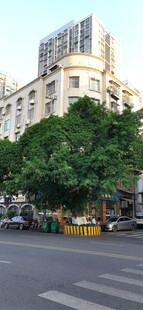 城市街道旁的建筑与大黄桷树