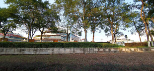 公园林荫风景