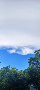 树木和蓝天白云