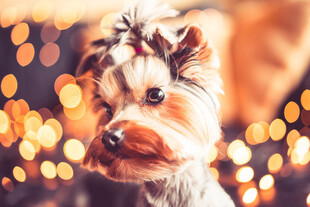 约克夏犬