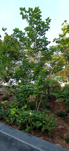 路边绿植景观