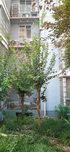 庭院绿植景观