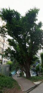 路边葱郁大树
