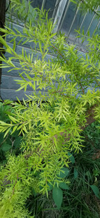 翠绿植物景观