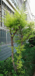 庭院绿植景观