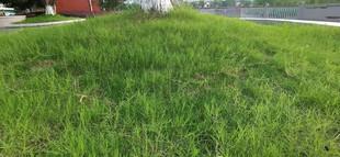 翠绿草地