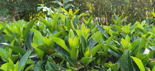 翠绿植物景观