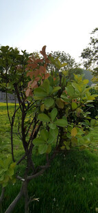 公园绿植景观