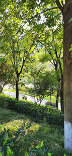 夏日公园里的林荫道风景