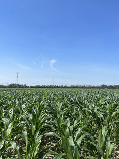 广袤玉米田 蓝天映绿野