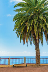 海边棕榈树风景