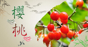 樱桃海报