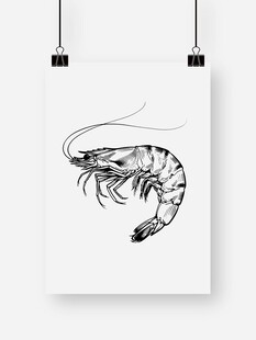 黑白手绘虾艺术挂画