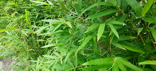 翠绿竹林景致