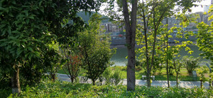 夏日林间绿意盎然风景