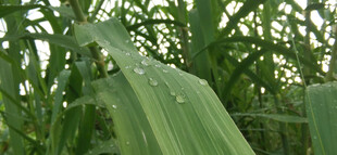 雨后芦苇叶片与雨水特写