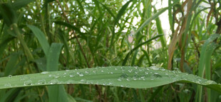 雨后细长叶片上的雨珠