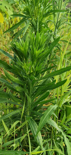 翠绿茂盛的野生植物