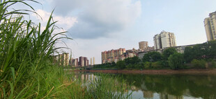 河畔绿草与远处城市景观