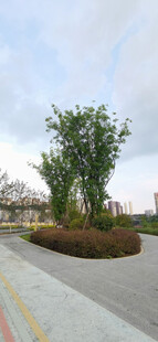 路边绿植景观