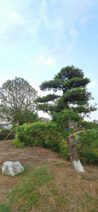 公园景观绿植
