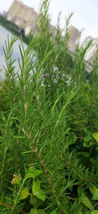 翠绿松针植物特写