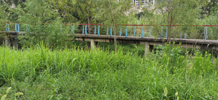 林间木栈道