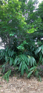 茂密绿植景观