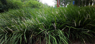 茂密草丛景观