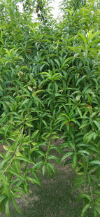 繁茂桃树景观