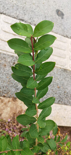直立生长的绿叶植物