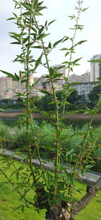 城市中的绿色田园风光