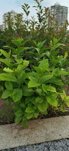 城市中茂盛的栀子花树苗