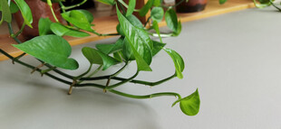 翠绿藤蔓植物特写