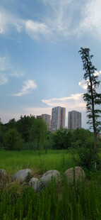 郊外自然风景与远处高楼