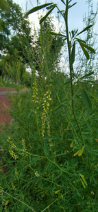田野中的繁茂绿色植物