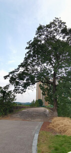 乡村小路旁的葱郁树木