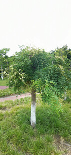 公园中的绿树与草地
