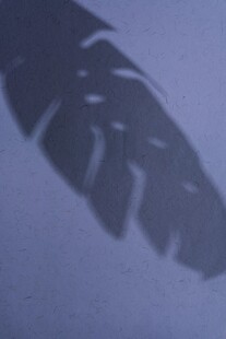 窗前暗影中的独特叶片