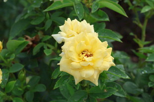 黄色月季花