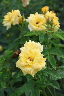 黄色月季花
