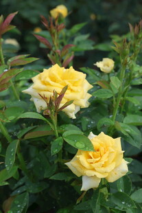 黄色月季花