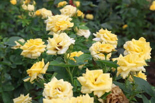 黄色月季花