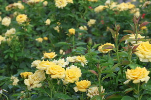 黄色月季花